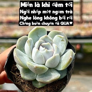 Cây sen đá tuyết sơn size bầu 4-4,5cm cây cảnh trang trí nhà cửa thuanphat garden
