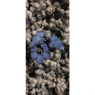 gừng đen (ngảiđen) tươi 500 g