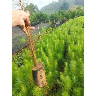 50gram hạt giống cây thông
