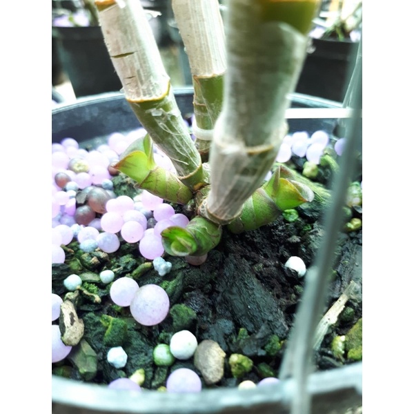 GE Gừng Phân Bón Hữu Cơ - Chai 500ml