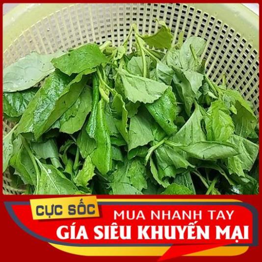 1kg Cây Cải Trời tươi (Cây tàu bay) Organic [Thảo Dược Ngọc Ánh]