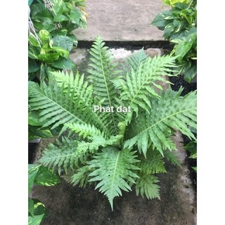 Dương sỉ khổng tước
