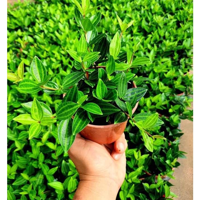 Lá hạt  MIX CHẬU để bàn