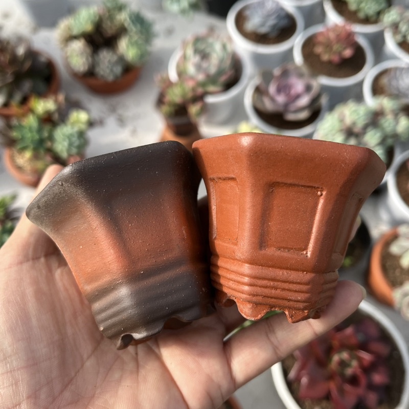 Sen Đá Đà Lạt mini size 3cm + 1 chậu đất nung  thêm giá thể trồng cây