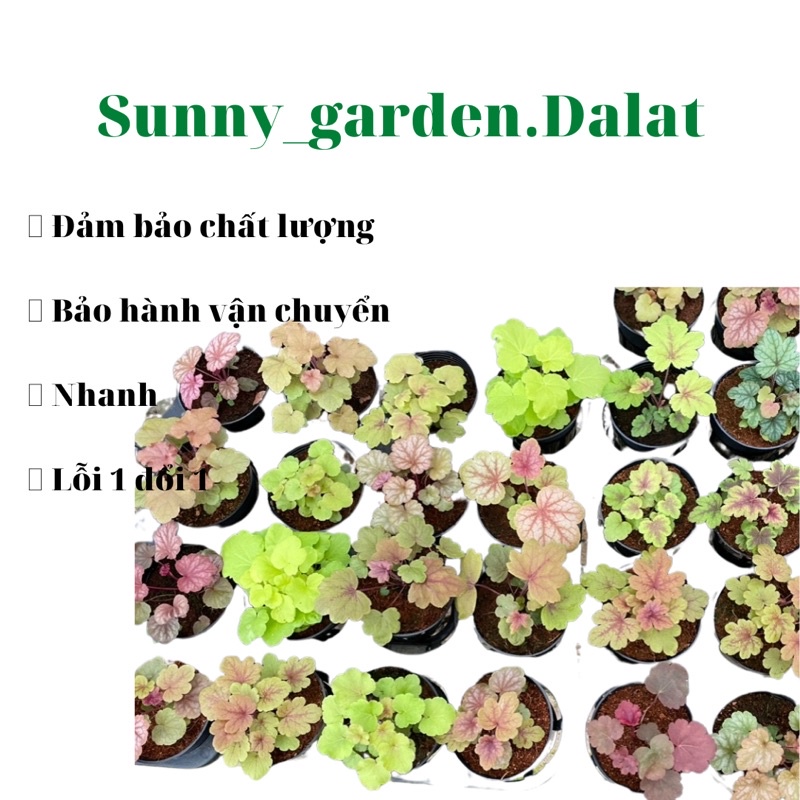 Chậu cứng chuông san hô- Heuchera