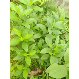 1 kg Lá mật gấu tươi