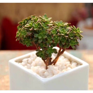 Sen đá thân thụ mới