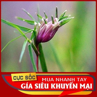 Cỏ đầu Gà tươi (Cỏ chĩ 1kg [Thảo Dược Ngọc Ánh]