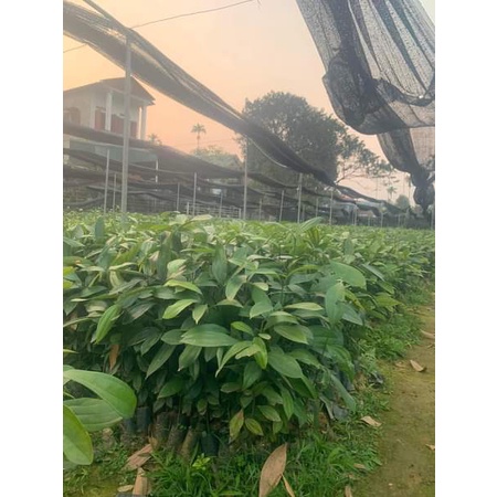 CÂY QUẾ GIỐNG -CÂY CAO 30-40CM
