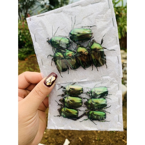 tiêu bản thô bọ hoa xanh