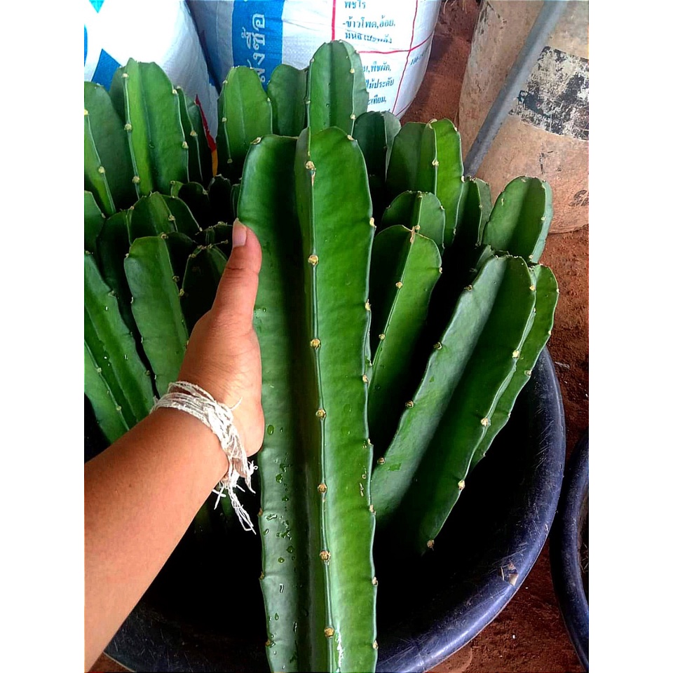 Combo chân tháp và chồi tháp xương rồng gym lem CACTUSONE_SHOP kích thướt chồi 2-3cm