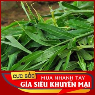 Lá gừng tươi 100gr - thảo dược ngọc ánh
