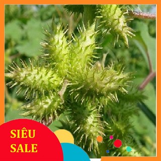 1kg cây ké đầu ngựa tươi