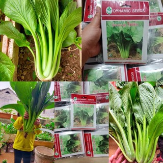 Hạt giống cải ngọt khổng lồ Thái Lan