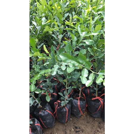 Chanh Chúc- chanh số 8