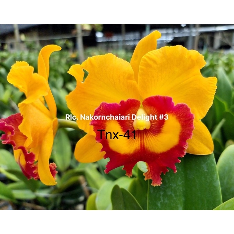 Cattleya Nakornchaiari Delight #3 cây giống chuẩn màu