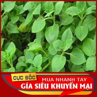 1kg hung chanh.tan lá dày