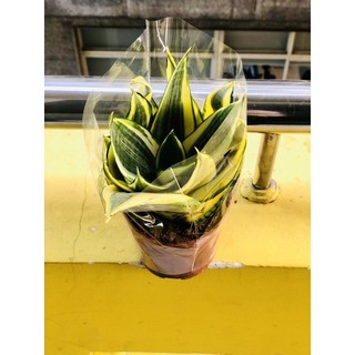 Chậu lưỡi hổ thái vàng (chậu nhựa)