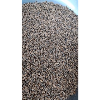 100gram hạt giống cây thông 2 lá