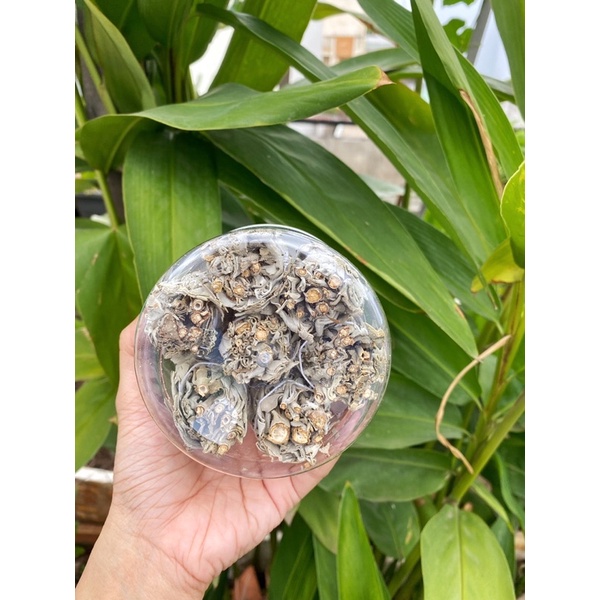 White Sage - Xô Thơm 10g Hộp Lớn/ Nhỏ