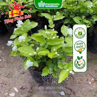 Cây lài ta - lài dùng uống trà, có hoa thơm, dễ trồng, nở quanh năm