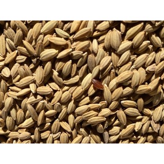 Lúa tiêu ruột đỏ cho cu gáy túi 1kg. lua tiêu .thóc lúa tiêu đỏ