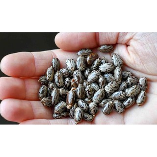 Thầu dầu tía 55 hạt tự nhiên