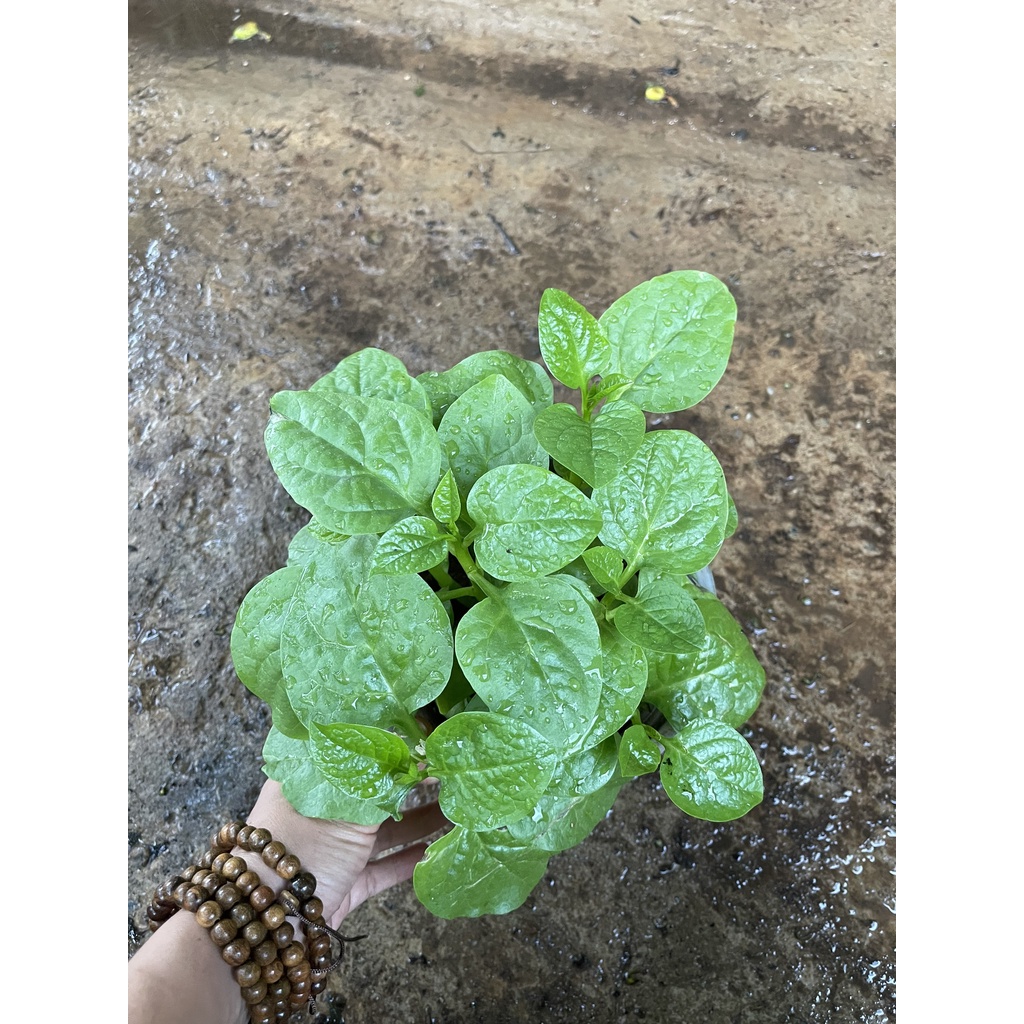 Chậu cây rau mồng tơi