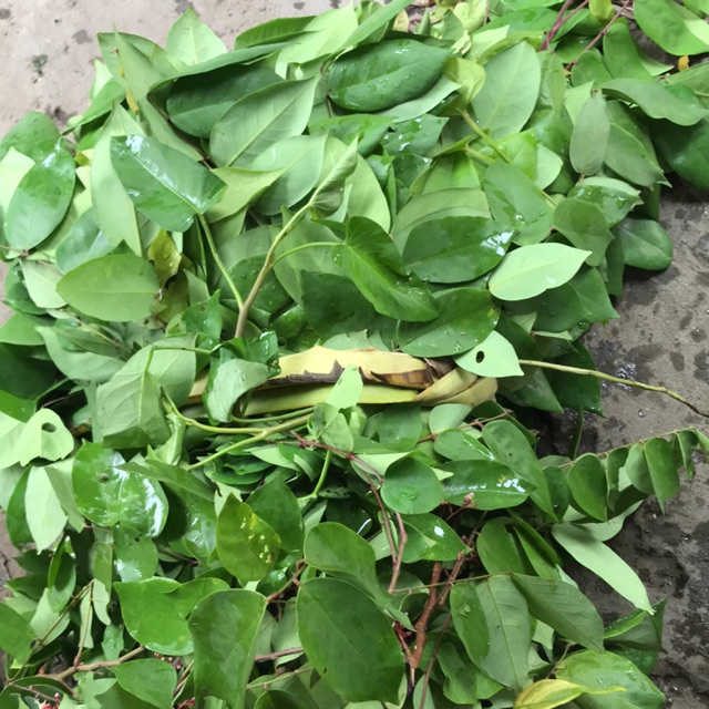 1kg Lá Khế tươi - Hàng có sẵn