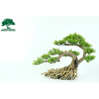 Lũa bonsai tán nhựa, lũa thủy sinh trang trí hồ cá, hồ thủy sinh