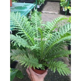 Dương sỉ khổng tước