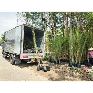 Trúc quân tử cây thật