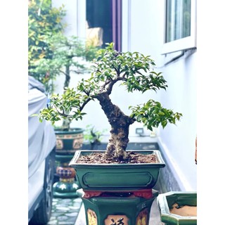  Chậu bonsai mini chữ nhật men xanh hỏa biến gốm Bát Tràng kích thước Dài 17cm rộng 13cm cao 7,5cm 