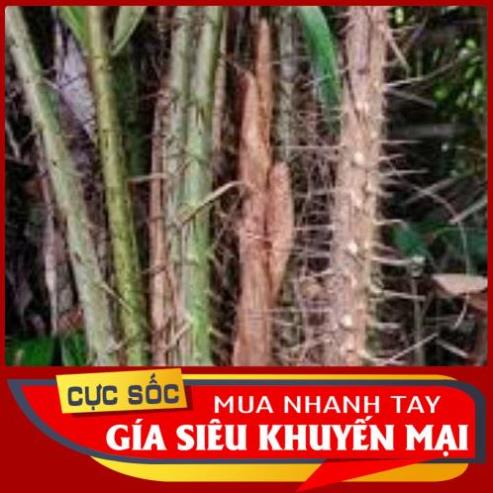 COMBO 7 loại gai trừ tà, xả vận xui đại cát đại lộc