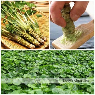 Chậu cây giống mù tạt Wasabi - Cải Ngựa Nhật Bản