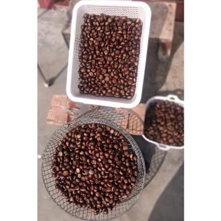Hạt Dẻ Sống 5kg