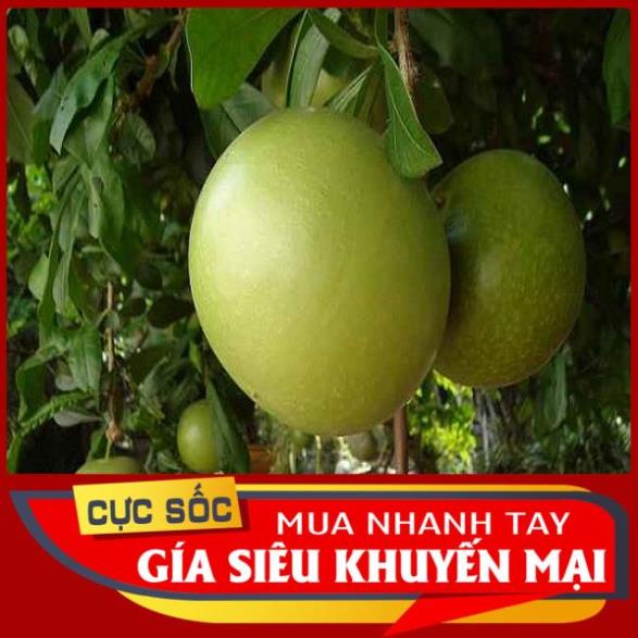 Trái Đào Tiên tươi 1kg [Thảo Dược Ngọc Ánh]