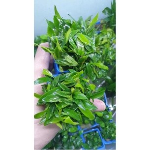 CÂY THỦY SINH RÁY LƯỠI HỔ