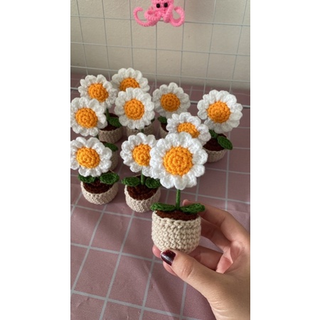 Chậu hoa cúc hoạ mi mini handmade