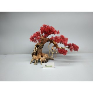 Cây gỗ Lũa Bonsai Tán Tùng [Cam, đỏ, xanh, vàng kem]