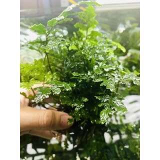 Dương Xỉ Châu Phi Lá Lớn – Cây thủy sinh để đâu cũng đẹp