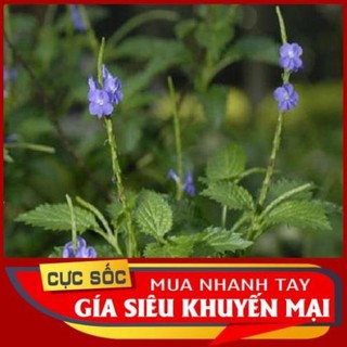 1kg cây Đuôi Chuột tươi - [Thảo Dược Ngọc Ánh]