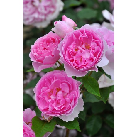 Cây hoa hồng ngoại Pixie