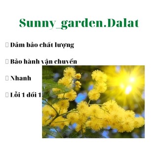 Chậu mềm hoa Mimosa ( Acacia podalyriifolia)  - Ưa nắng, dễ chăm