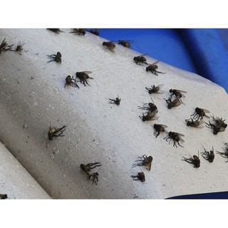 1 miếng - Keo dính ruồi siêu hiệu quả (xanh)