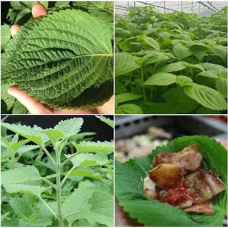 Hạt giống lá mè Hàn Quốc ăn thịt nướng F1