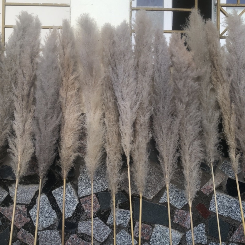 Bông lau ,cỏ lau khô, hoa khô trang trí decor nhà, trang trí shop,spa,trang trí tiệc cưới sự kiện | BigBuy360 - bigbuy360.vn