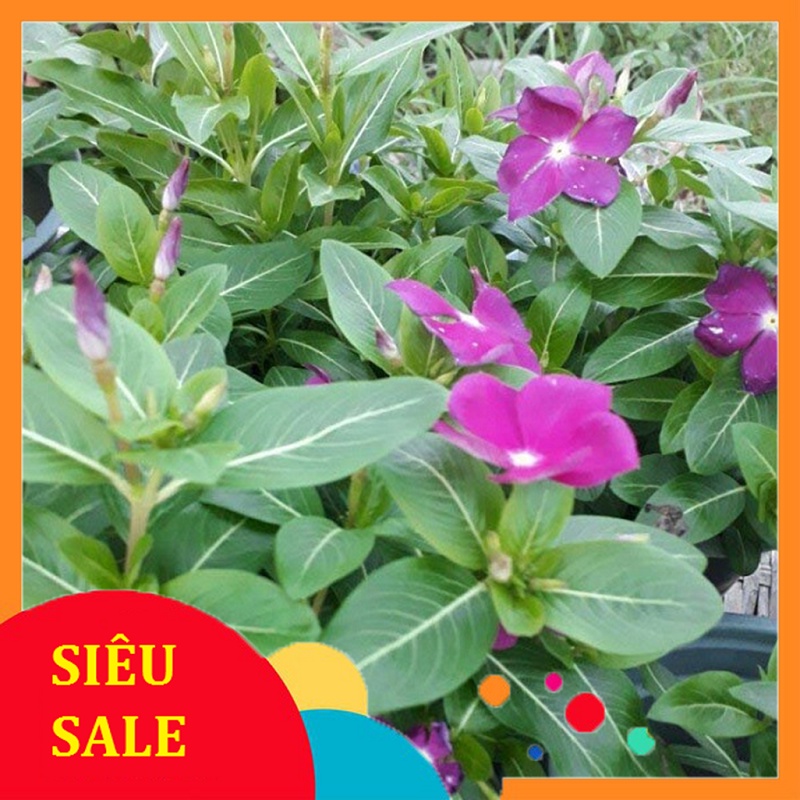 Cây Dừa Cạn tươi 1kg