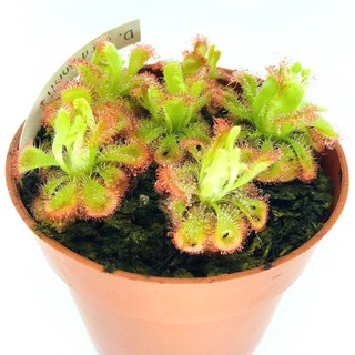 Cây Gọng Vó Drosera Burmannii, Cây bắt mồi, Cây bắt côn trùng
