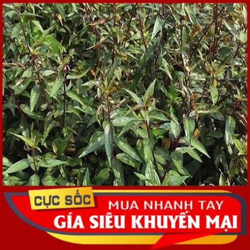 Cây Thuốc Dòi tươi  1kg